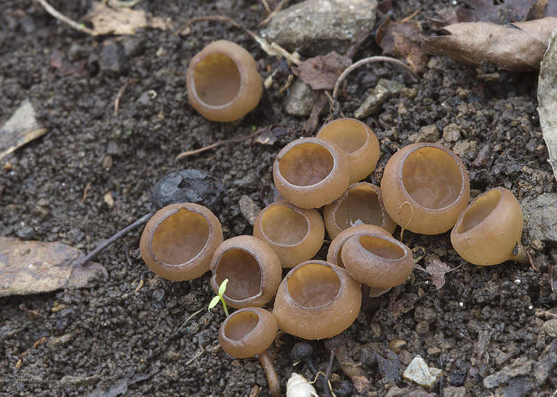 Sclerotinia sclerotiorum